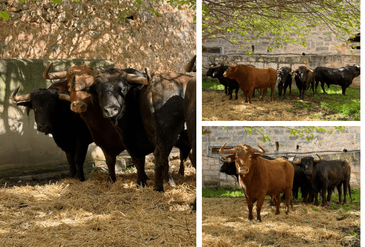 Los toros de Samuel Flores ya esperan en Inca para la histórica corrida del Domingo de Ramos
