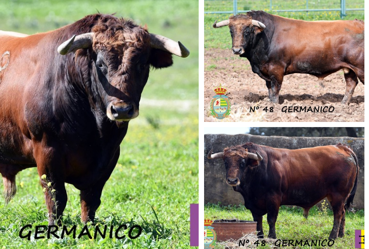 “Germánico”, cuarto toro de Cuadri reseñado para la IV Corrida Benéfica de Villaseca de la Sagra