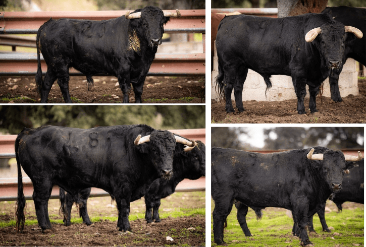 Lujo de Garcigrande para el cartelazo que abre la Feria de Pascua de Arlés (Fotos)