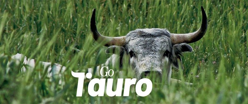 La defensa de la tesis de Miguel Cantarero marca un hito en la valorización de la carne de raza de lidia