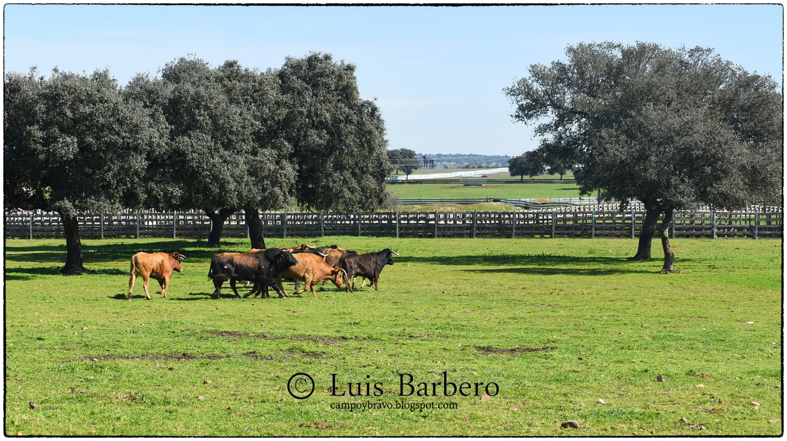 Toros de Mollalta: el toro bravo en las dehesas del Valle de Alcudia