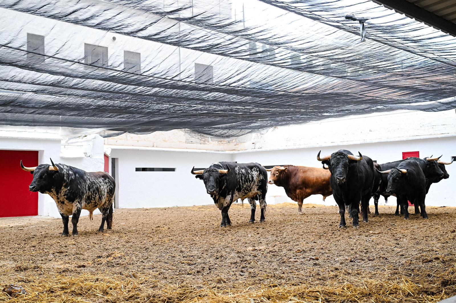 "Casero" de Victoriano del Río será el toro de la reaparición de Samuel Navalón en Valencia