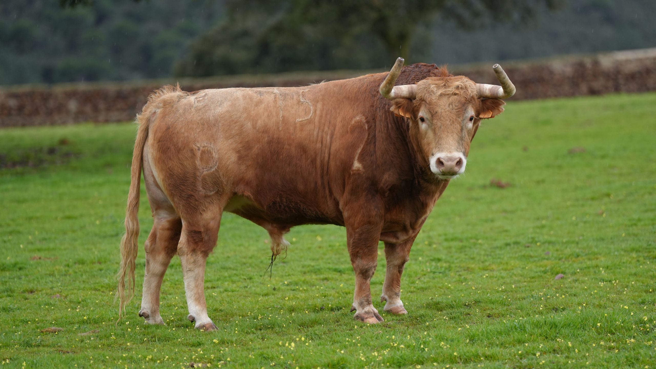 “Cornetillo”, de Alcurrucén, será uno de los toros que enfrentará Álvaro Lorenzo en su gesta solidaria en Toledo