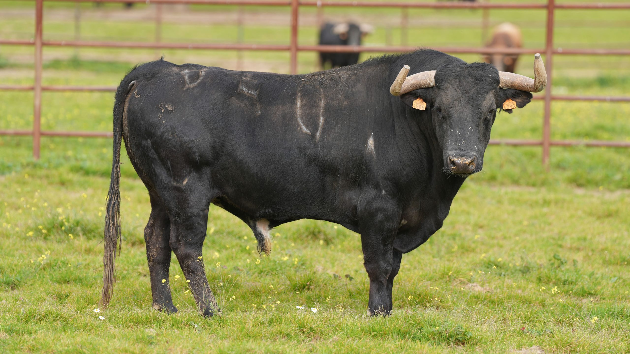 “Noroeste”, de El Freixo, se suma al reto solidario de Álvaro Lorenzo en Toledo