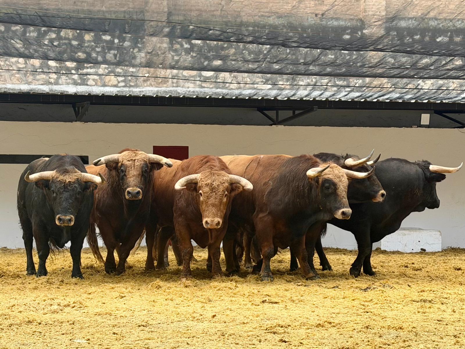 "Curatodo" de Guadajira abre la novillada de esta tarde en Valencia