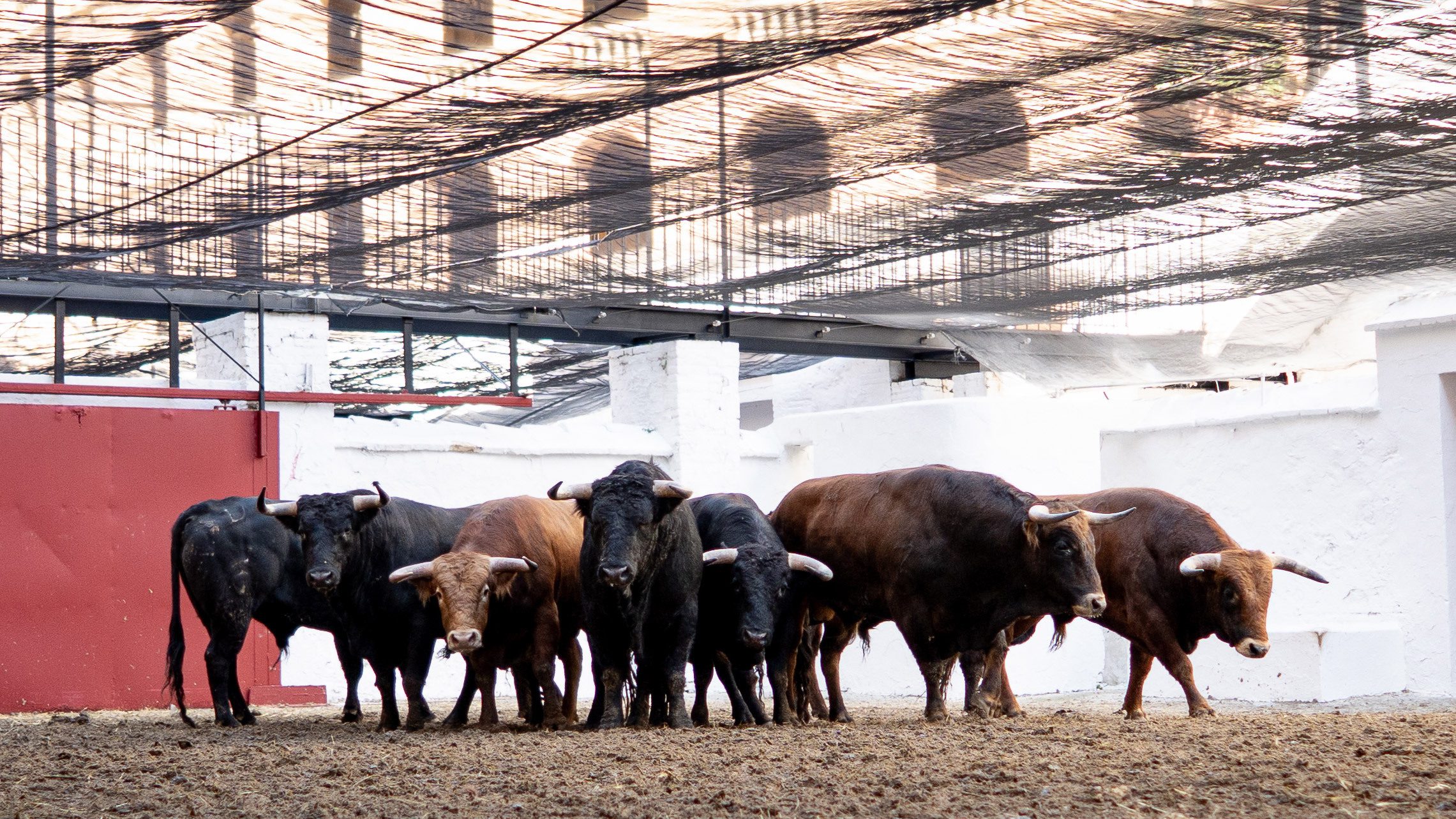 Seis de Fuente Ymbro cierran hoy el ciclo de novilladas de Fallas en Valencia