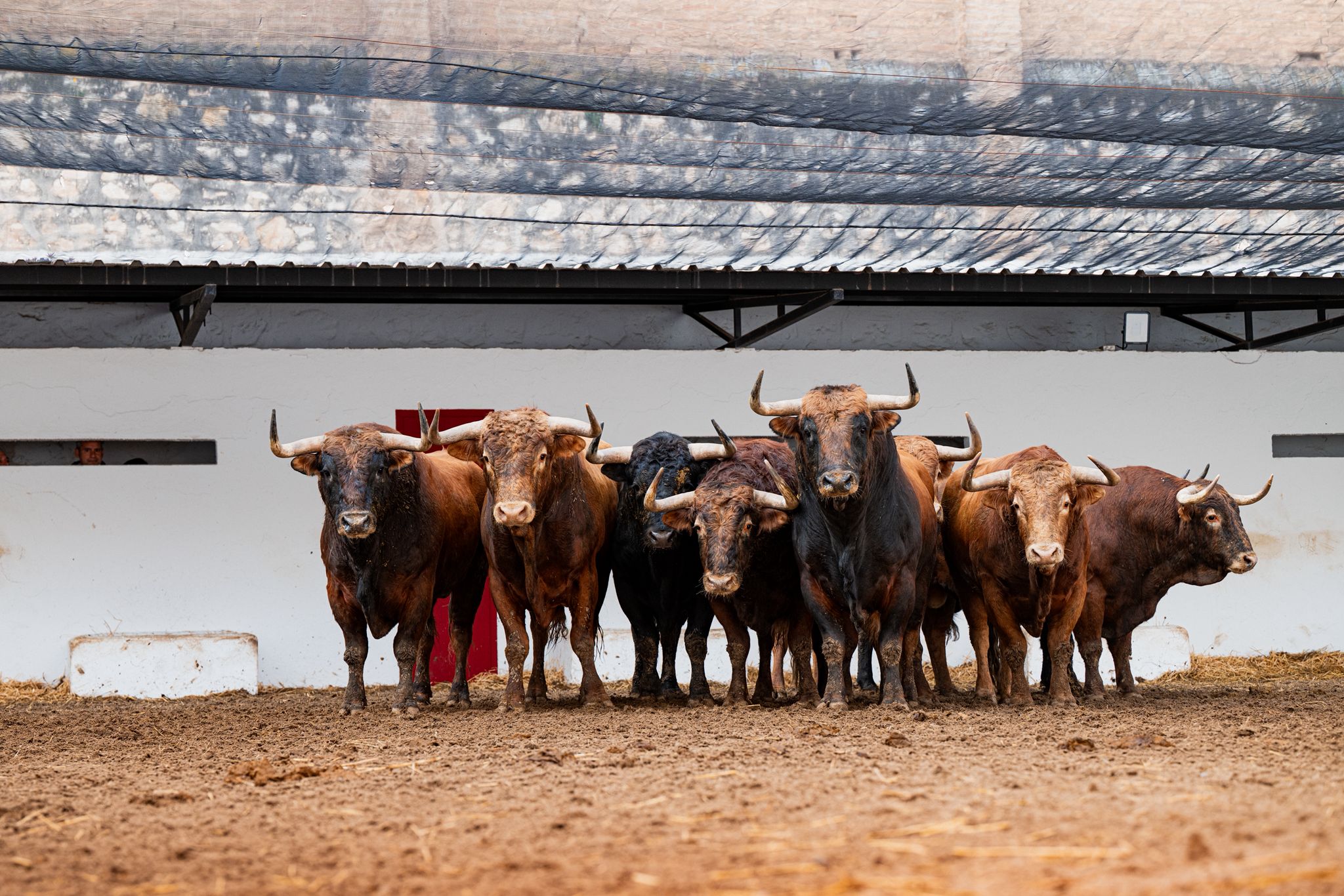 "Comilón" de Núñez del Cubillo cerrará las Fallas en Valencia