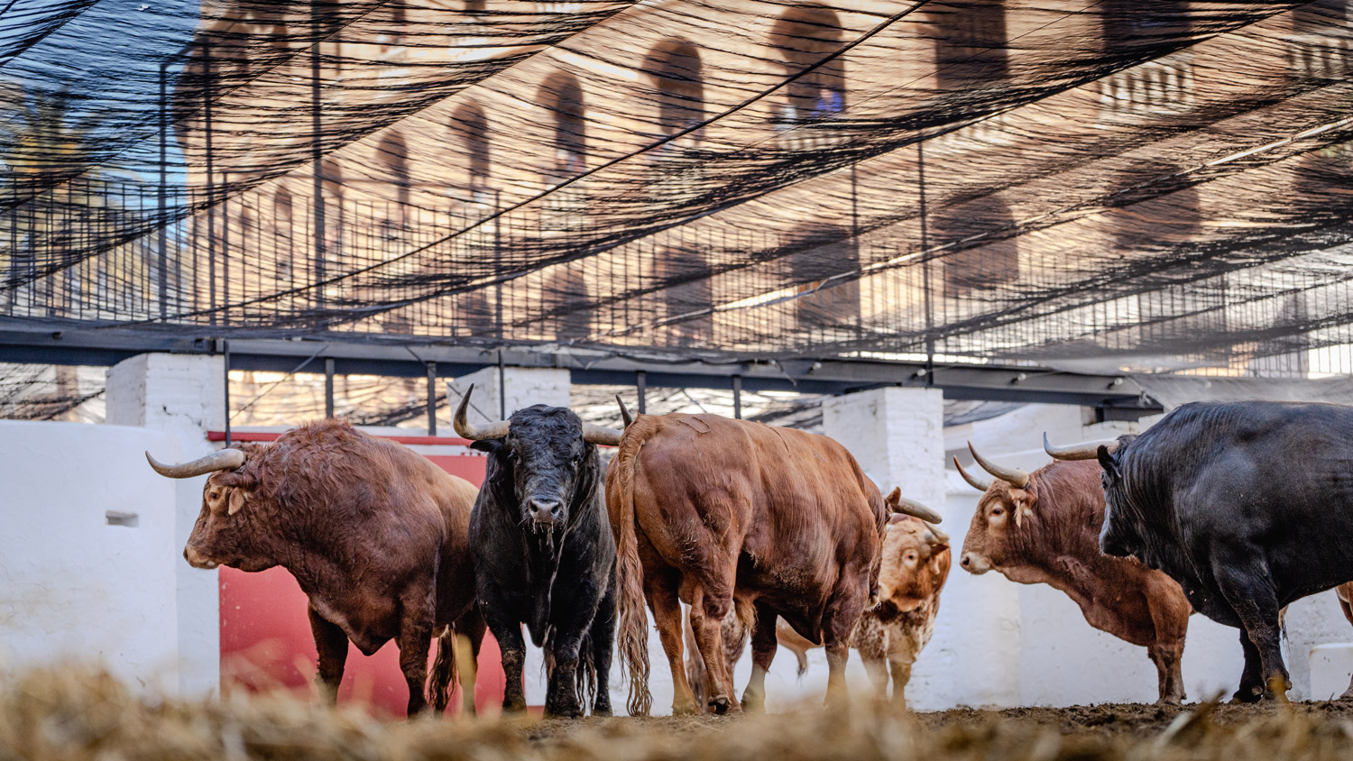 De "Marquesón" a "Inquisidor" los seis de Santiago Domecq para esta tarde en Valencia