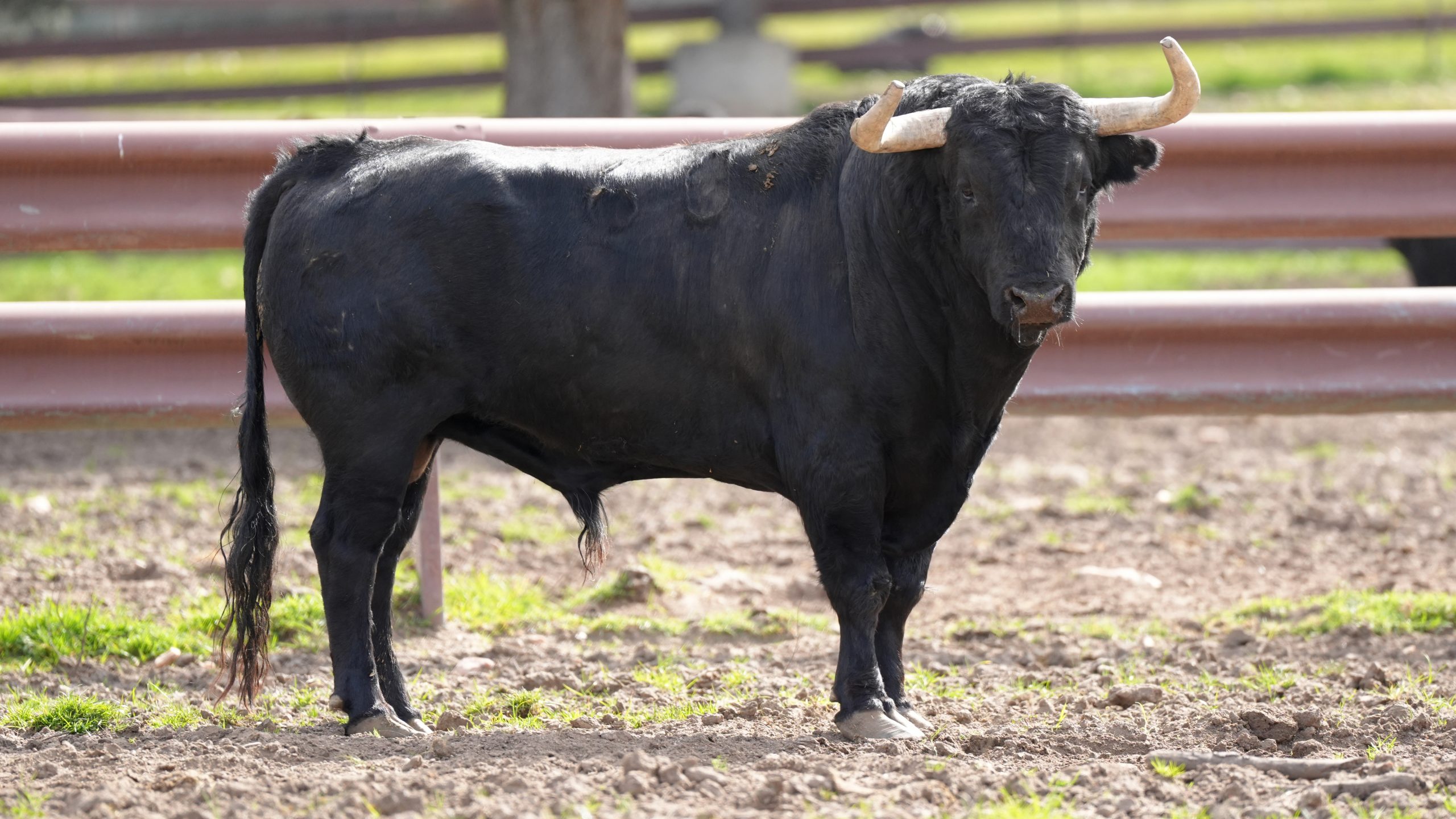 “Cacharrero”, de Garcigrande, cierra el desafío en solitario de Álvaro Lorenzo en Toledo