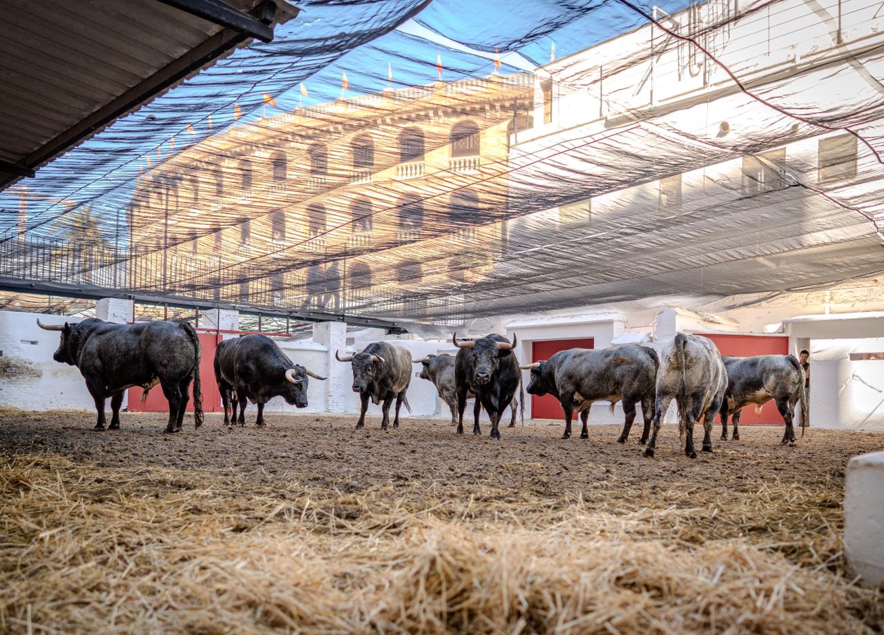 "Cuarterón" de La Quinta abre a primera corrida de Fallas