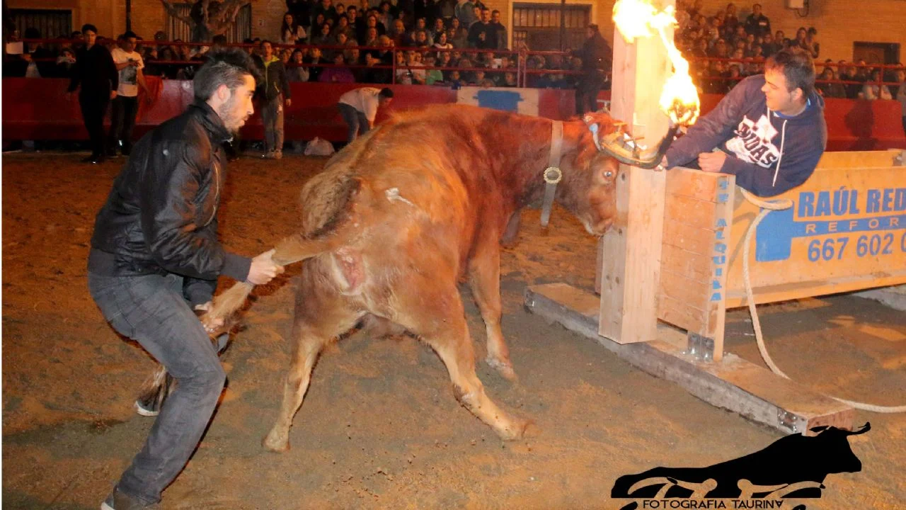 Aragón declara un foco de dermatosis nodular contagiosa y suspende los festejos en Villamayor de Gállego