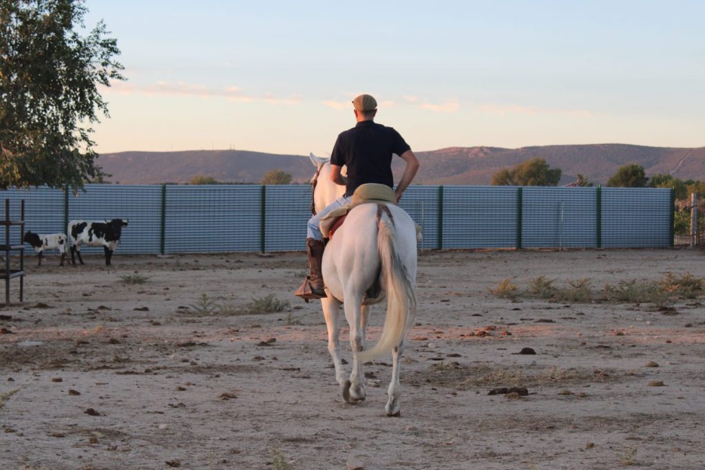 José, ganadero de La Olivilla, ante la final del Alfarero de Plata de Villaseca de la Sagra: “Quiero que los novillos embistan hasta por el rabo y que la gente salga toreando de la plaza”