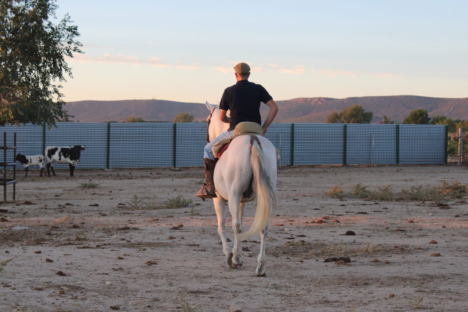 José, ganadero de La Olivilla, ante la final del Alfarero de Plata de Villaseca de la Sagra: “Quiero que los novillos embistan hasta por el rabo y que la gente salga toreando de la plaza”