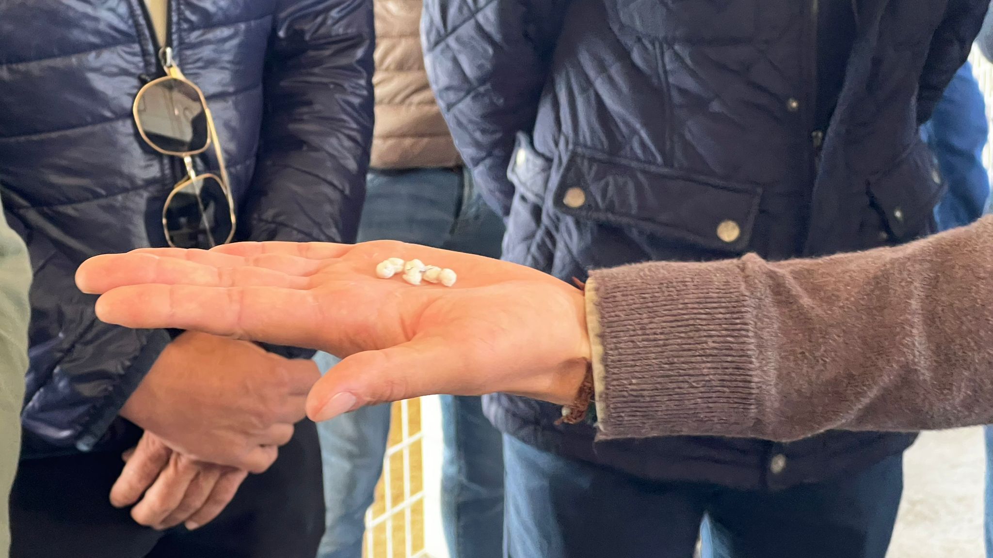 Enchiquerados los erales de Víctor Huertas y Toros de Castilla para la tercera clasificatoria del Alfarero de Plata en Villaseca