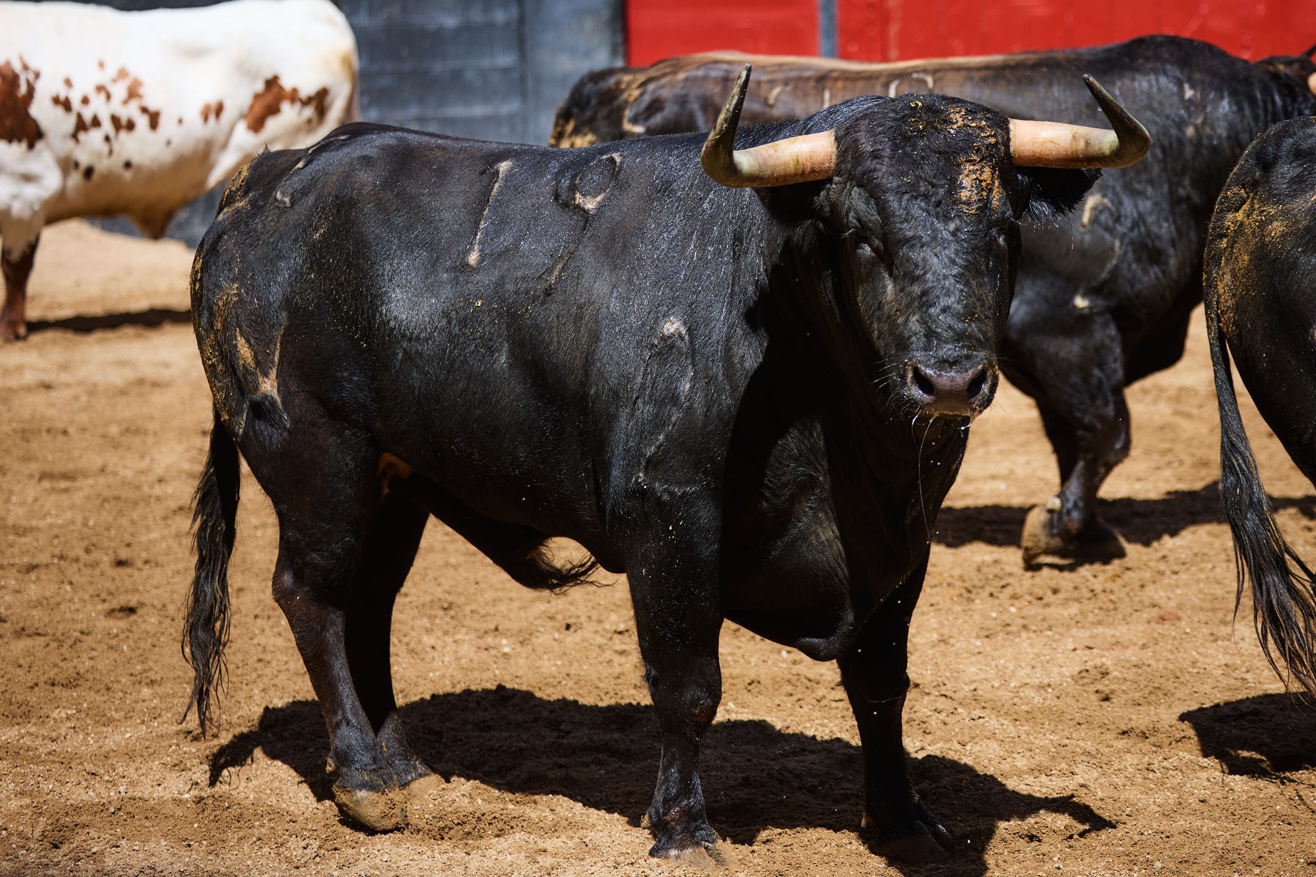 'Nenito' abre la corrida de Álvaro Núñez para esta tarde en Sevilla