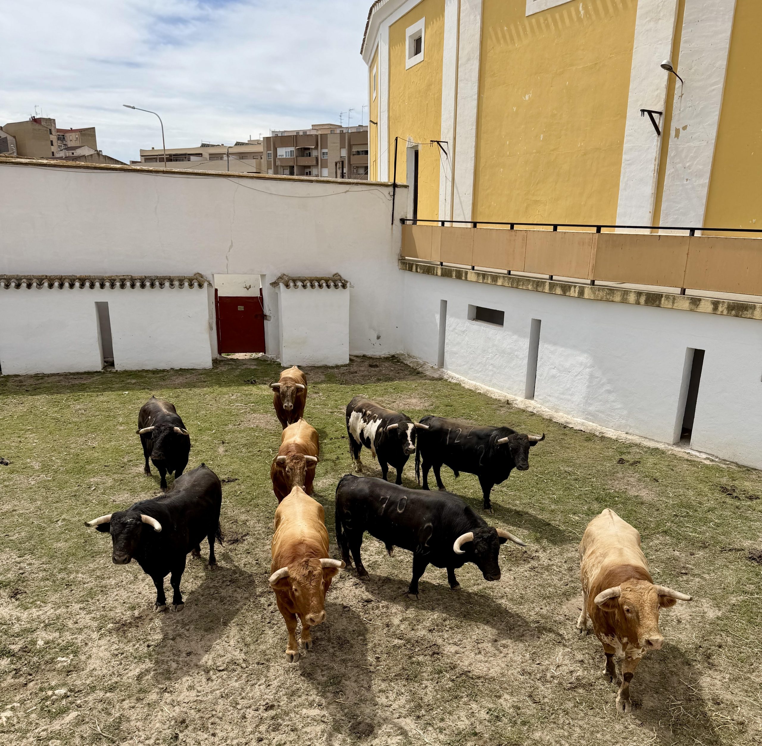 Los de Alcurrucén ya aguardan en Hellín en el regreso de los toros