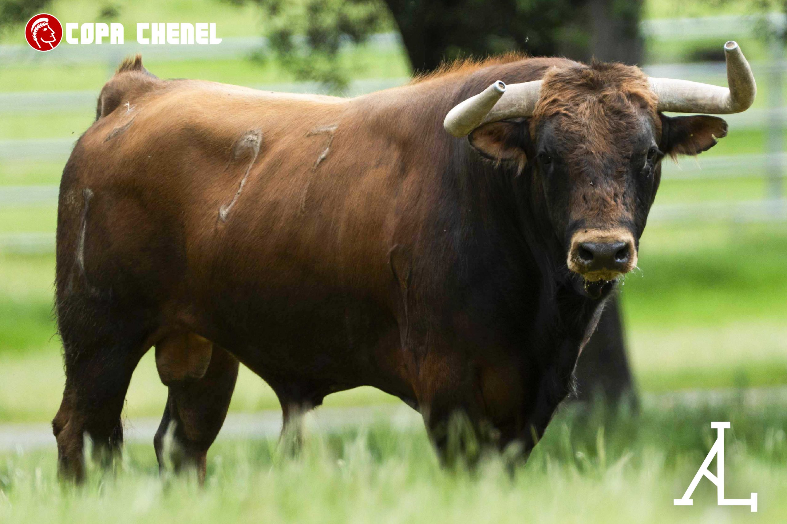 Así son los toros de Antonio López Gibaja y Baltasar Ibán para la cita decisiva de la Copa Chenel