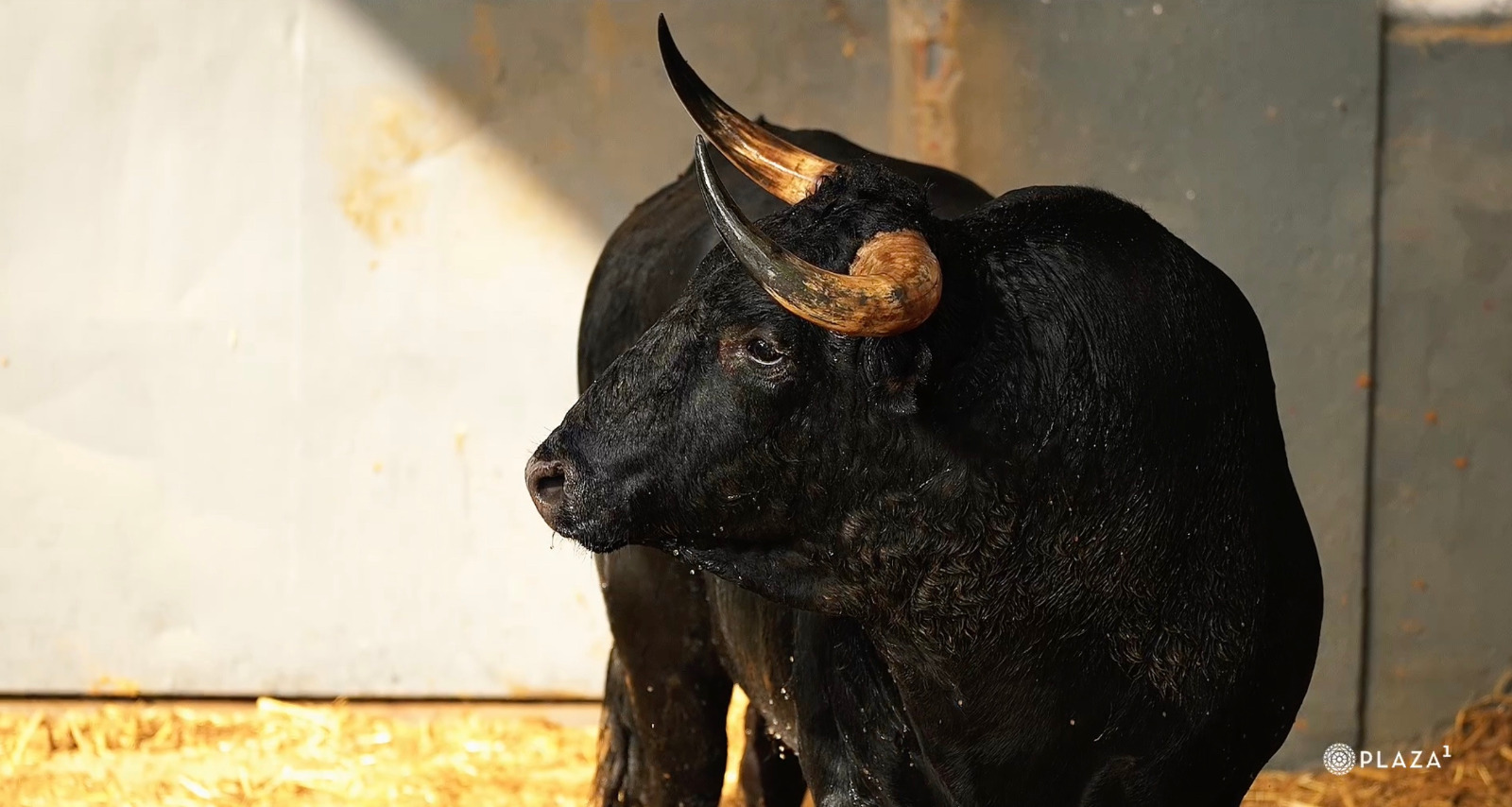 Los toros de Palha ya están en Las Ventas para cerrar abril con un cartel de corte torista