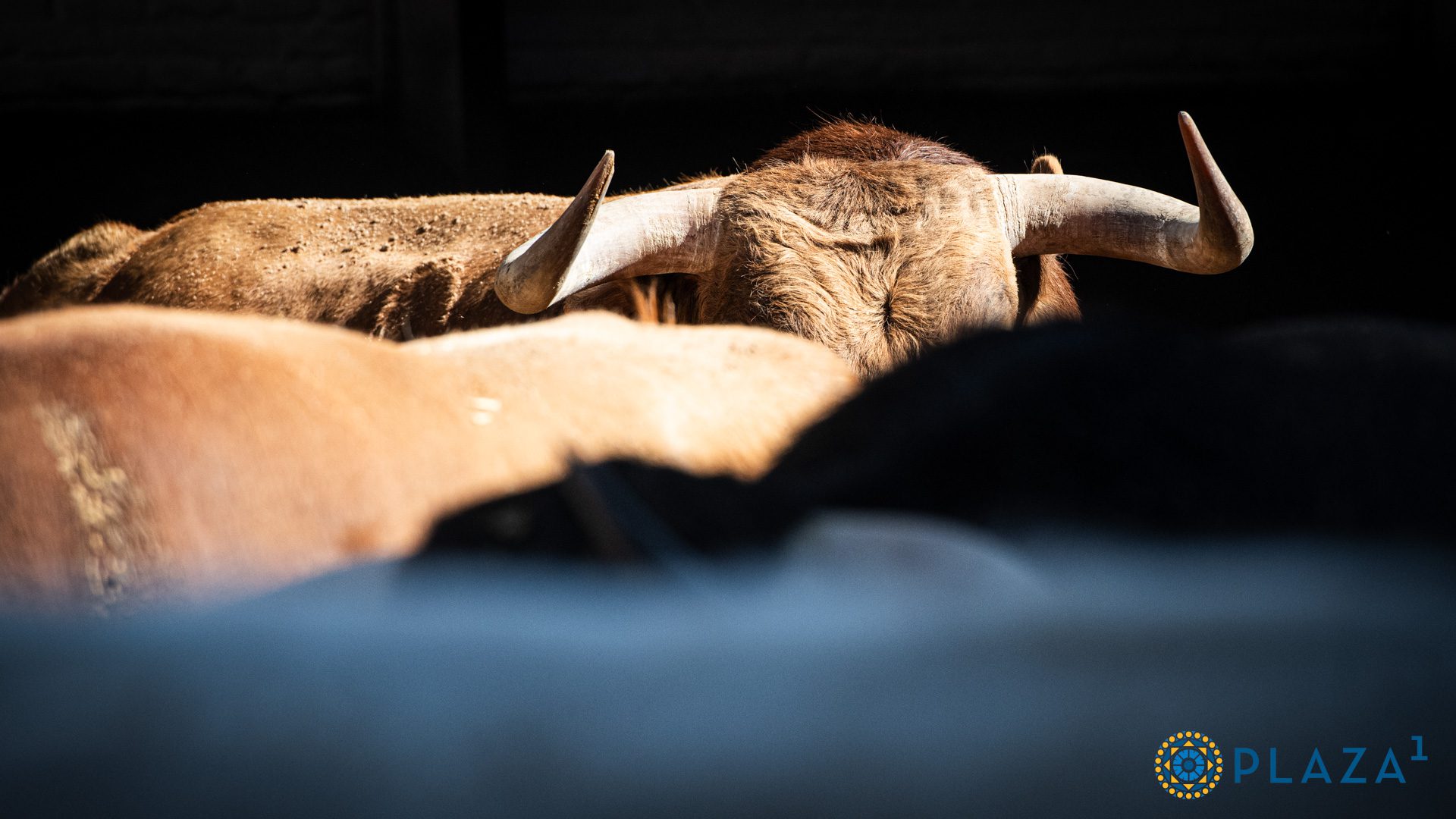 Dos «Avivador» en la novillada de Antonio Palla para esta tarde en Las Ventas