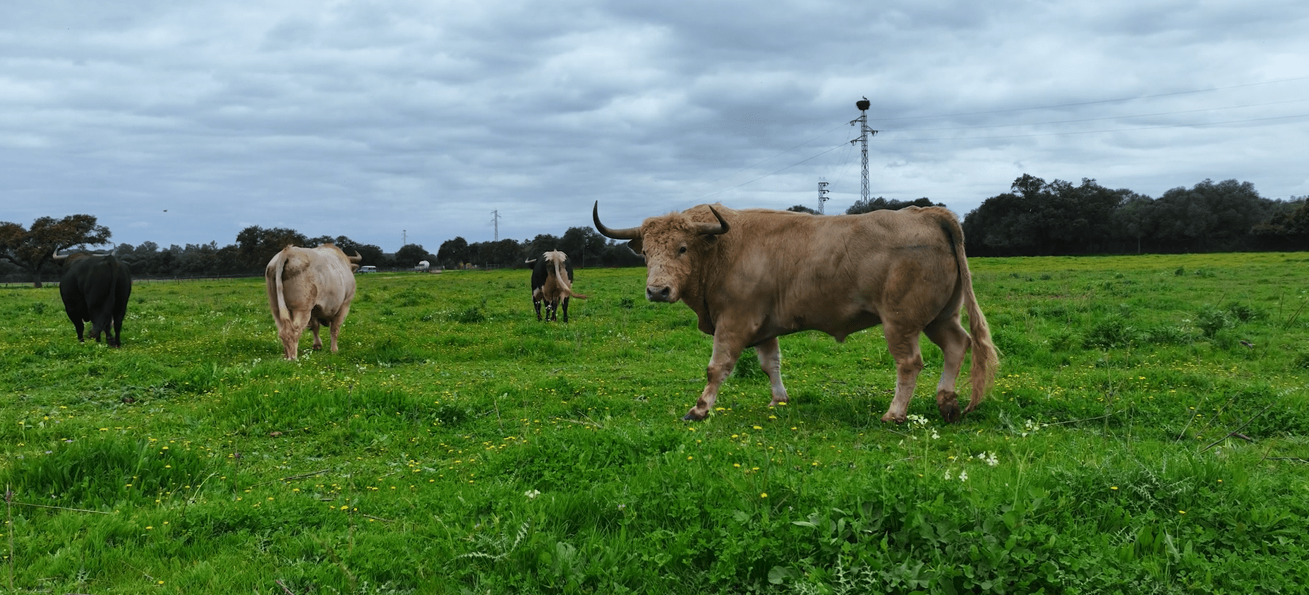Prieto de la Cal reivindica Vic: “Es la corrida más importante de mi etapa como ganadero”