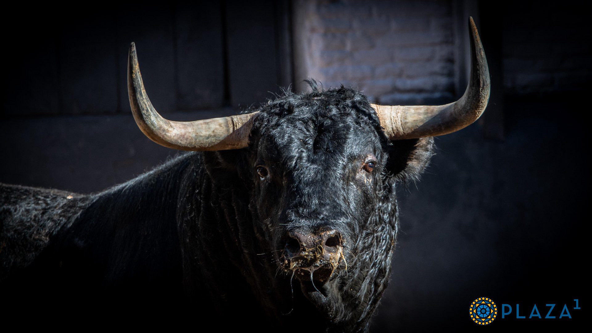 Cinco toros de Martín Lorca y uno de Escribano Martín para esta tarde en Madrid
