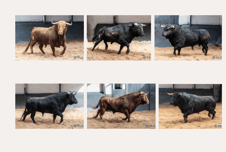 Cuatro de Hermanos Sánchez Herrero y dos de López Gibaja para esta tarde en Madrid