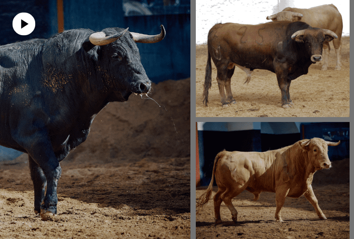 Sorteados los novillos de Talavante para esta tarde en Sevilla