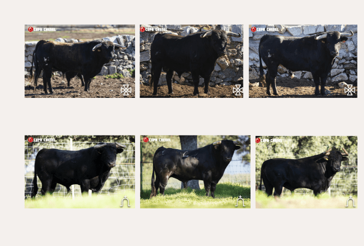 Estos son los de Sao Torcato y El Retamar para Valdilecha este domingo