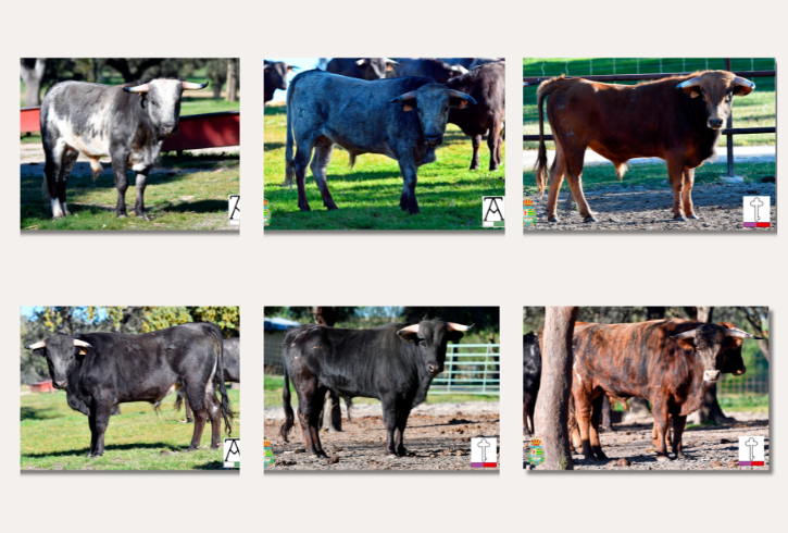 Villaseca presenta la novillada de Serrano y Huertas para la tercera del Alfarero de Plata