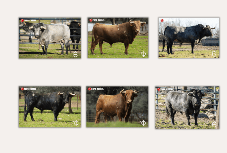 Así son los de Flor de Jara y Pedraza de Yeltes para este sábado en la Chenel