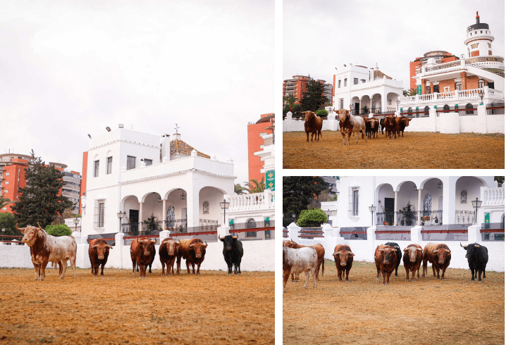 La Real Venta de Antequera recupera su papel con la llegada de los primeros toros de la Feria de Sevilla