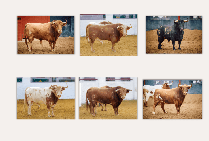 De "Catalino" a "Tonadillo" los seis de Alcurrucén que abren la feria de Abril en Sevilla