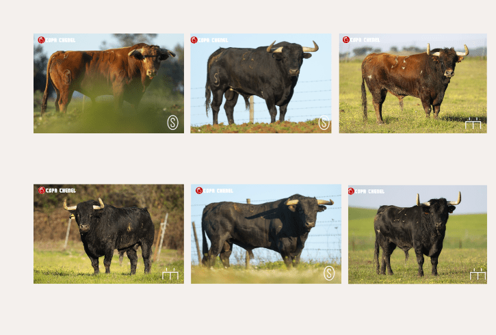 Estos son los toros de Condessa de Sobral y Guerrero y Carpintero que marcan la previa de la Copa Chenel en Algete