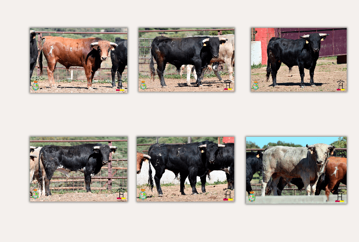 Estos son los erales de Hermanos Sánchez de León para la semifinal del Alfarero de Plata en Villaseca