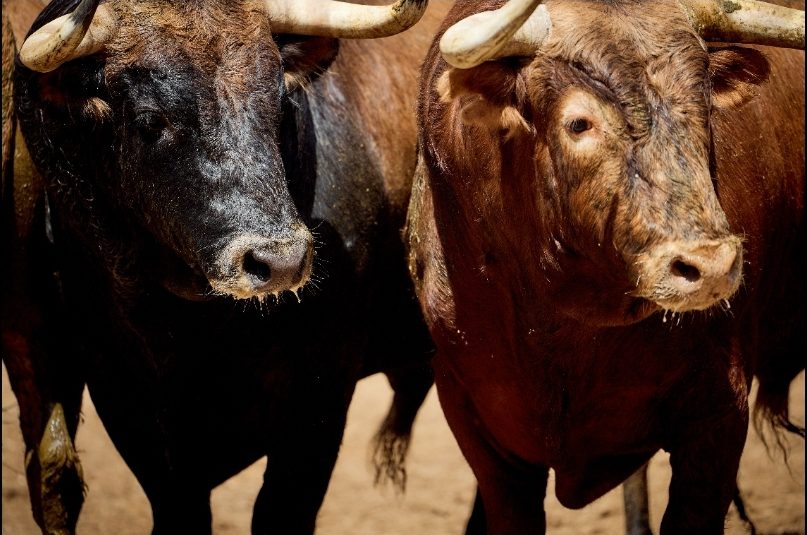 De ‘Currito’ a ‘Ricardito’ los seis de Núñez del Cuvillo para esta tarde en Sevilla