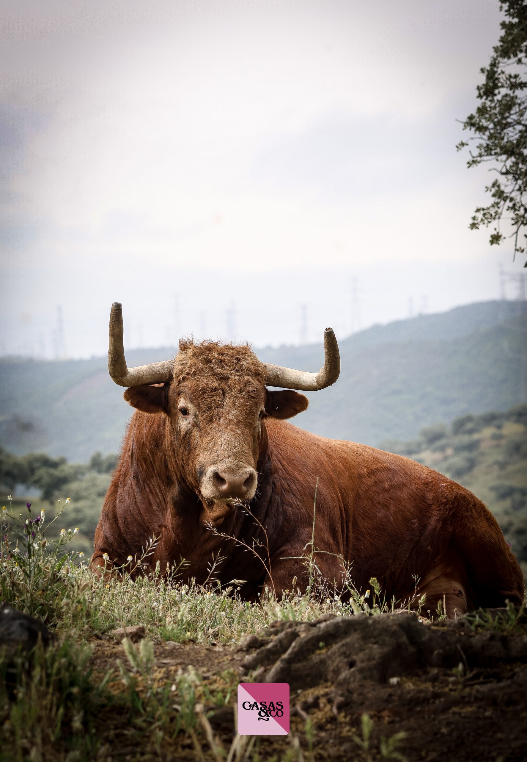 Virgen María enseña sus cartas para Nîmes: estas son las imágenes del encierro