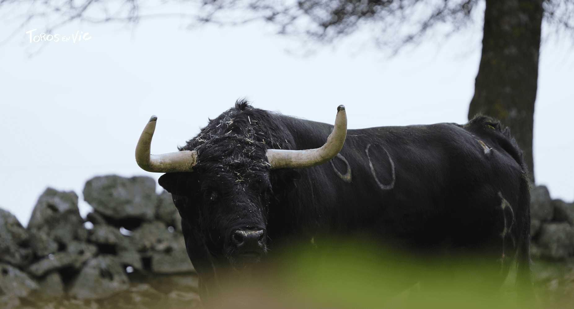 Impactantes imágenes del imponente encierro de Baltasar Ibán para Vic
