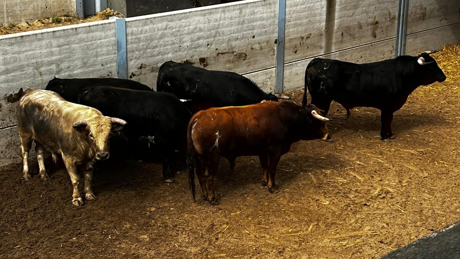 "Violeto" de Hnos. Sánchez de León abre la semifinal del Alfarero de Plata