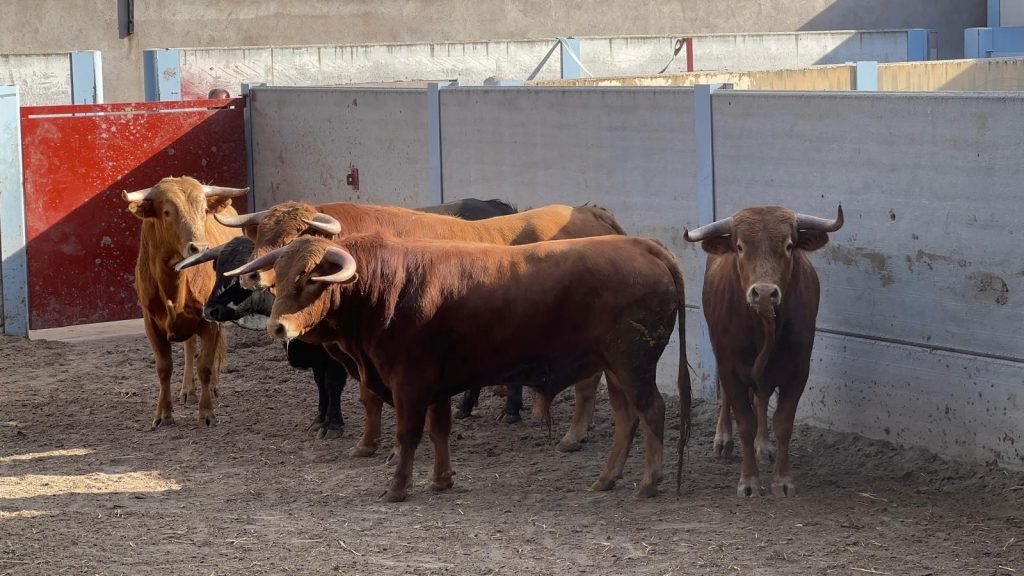 Desembarcados los de La Olivilla para la final del Alfarero de Plata