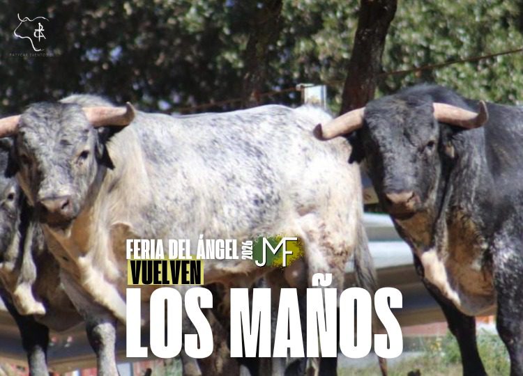 La ganadería de Los Maños vuelve a la Feria del Ángel de Teruel en un homenaje a Víctor Barrio