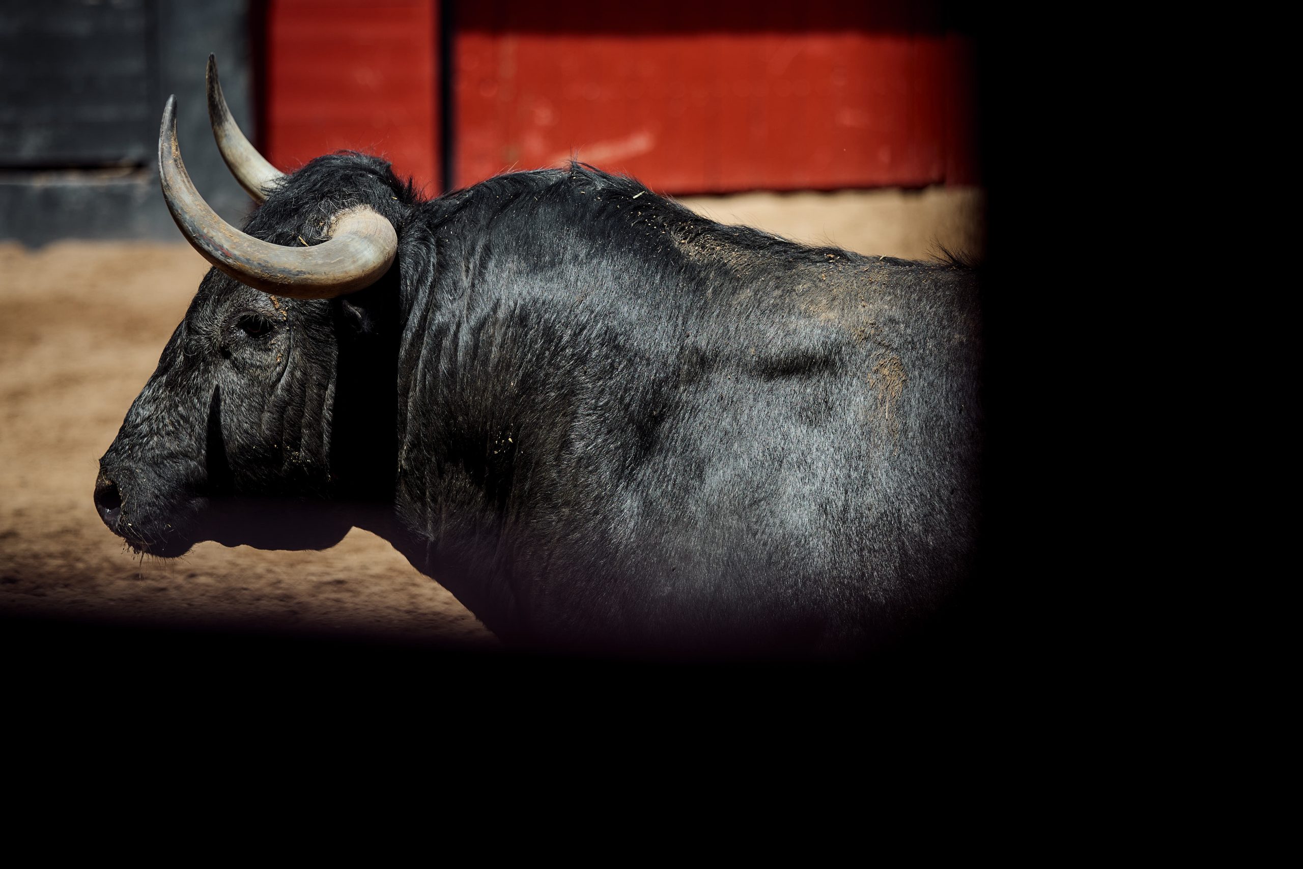 "Placentino" abre la corrida de Victorino Martín en Sevilla