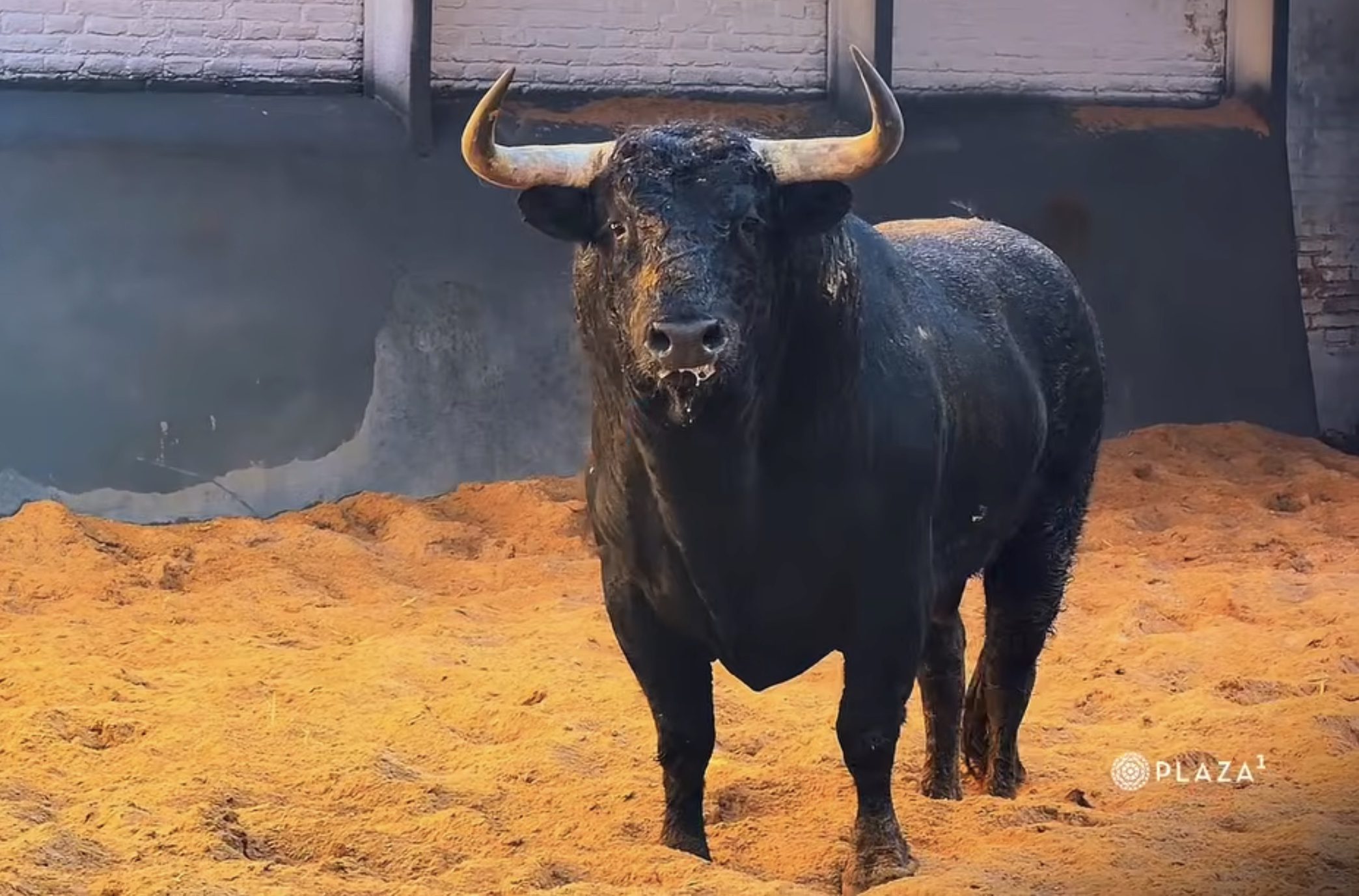 Los toros de Martín Lorca ya están en Las Ventas para la corrida de Resurrección