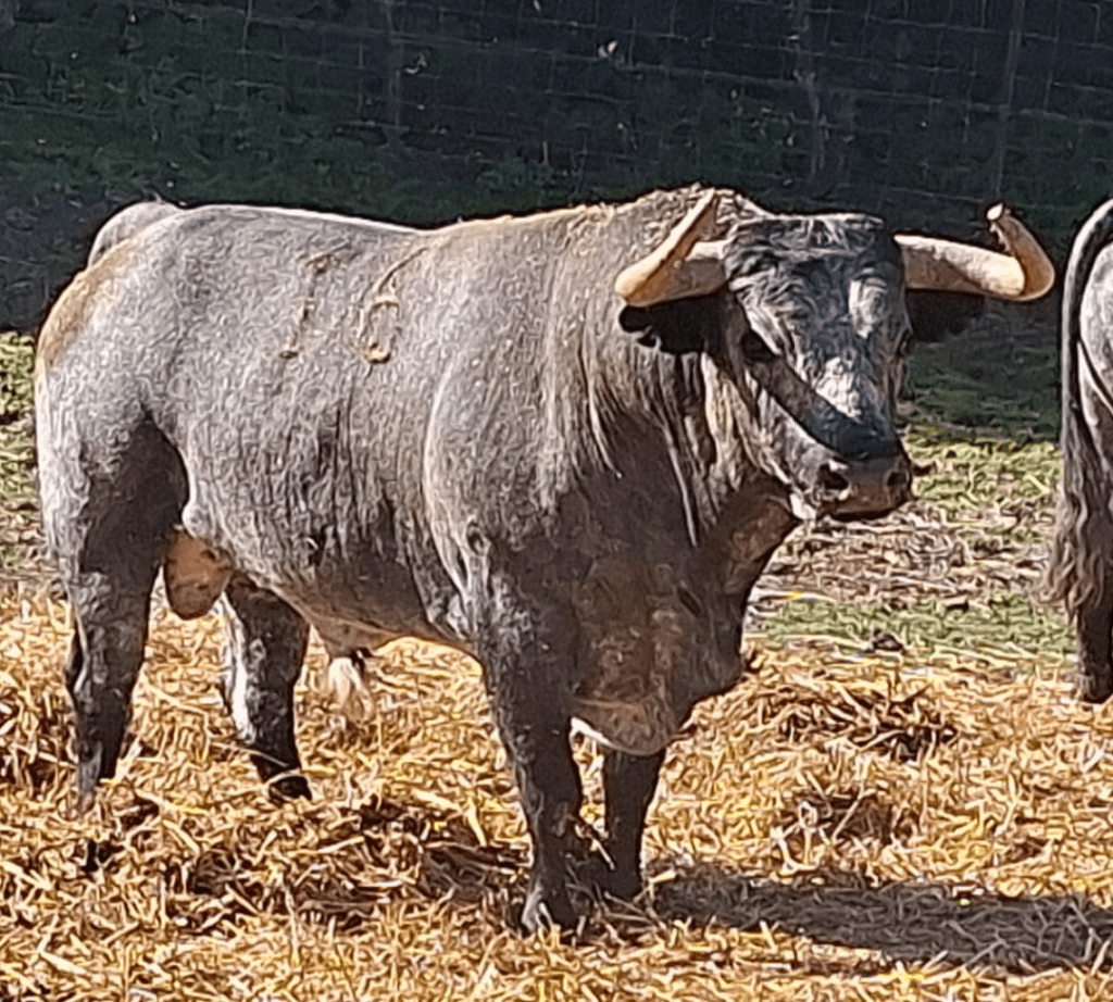 Sotillo de la Adrada anuncia una corrida de Rehuelga para honrar a la Santísima Trinidad