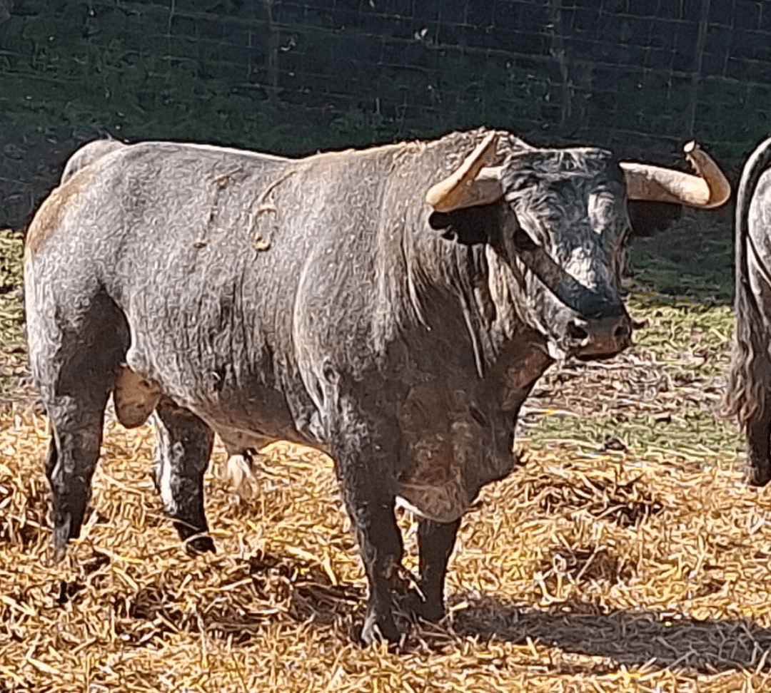 Sotillo de la Adrada anuncia una corrida de Rehuelga para honrar a la Santísima Trinidad