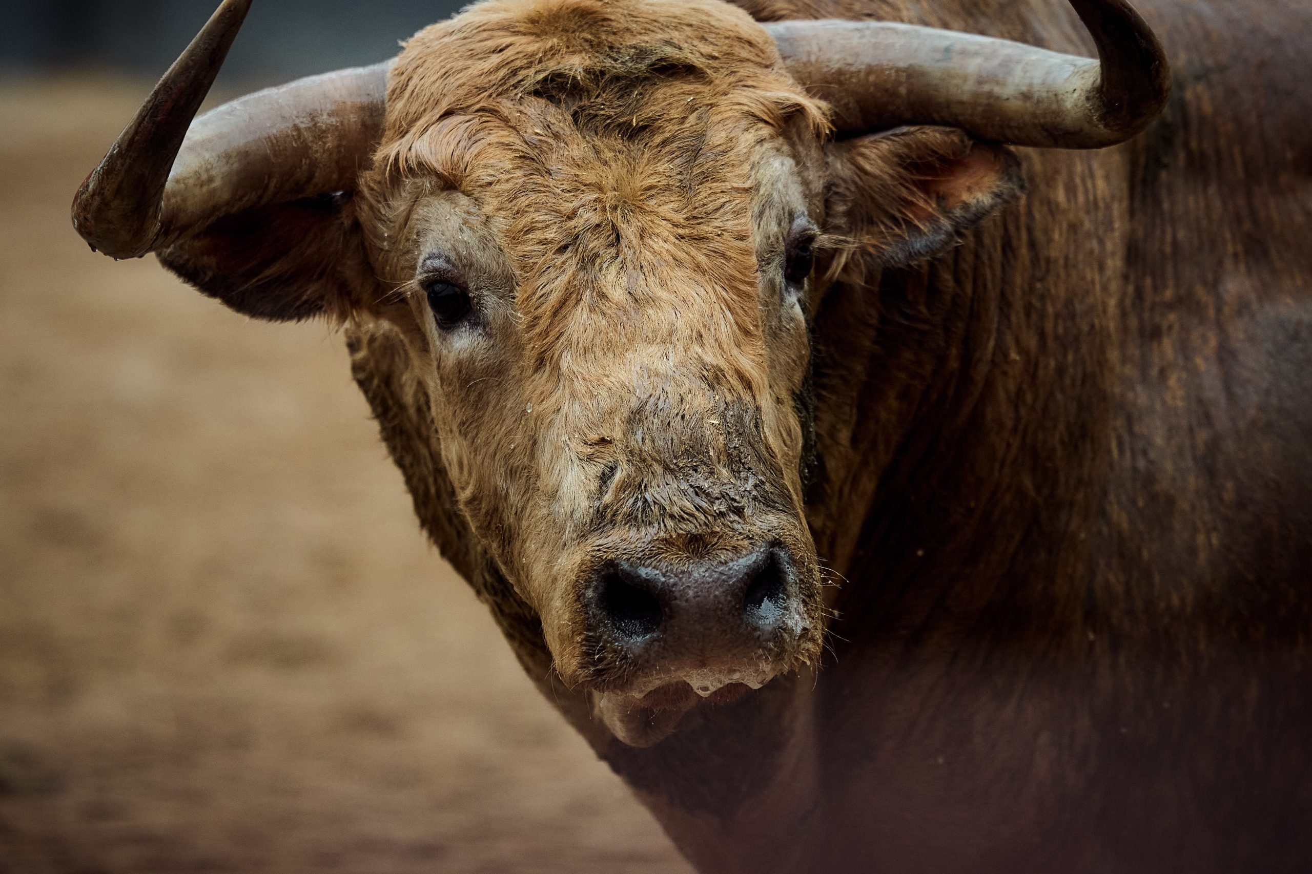 «Chismoso» abre la corrida de El Parralejo para esta tarde en Sevilla