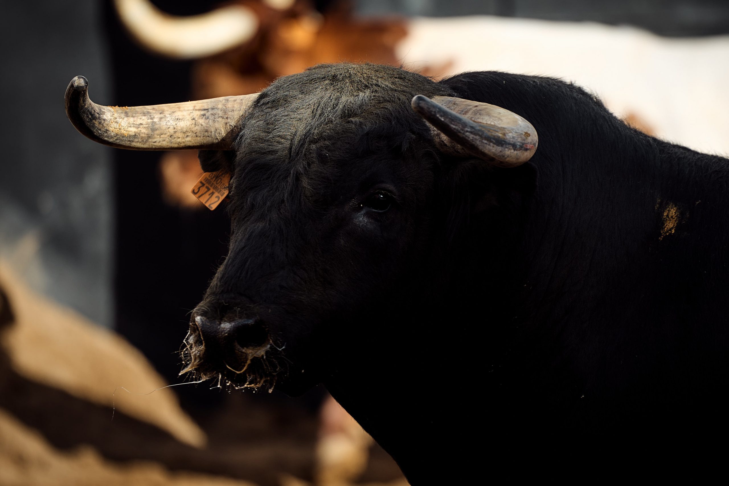 Sorteados los toros de El Capea y Carmen Lorenzo para la corrida de rejones de este domingo en Sevilla