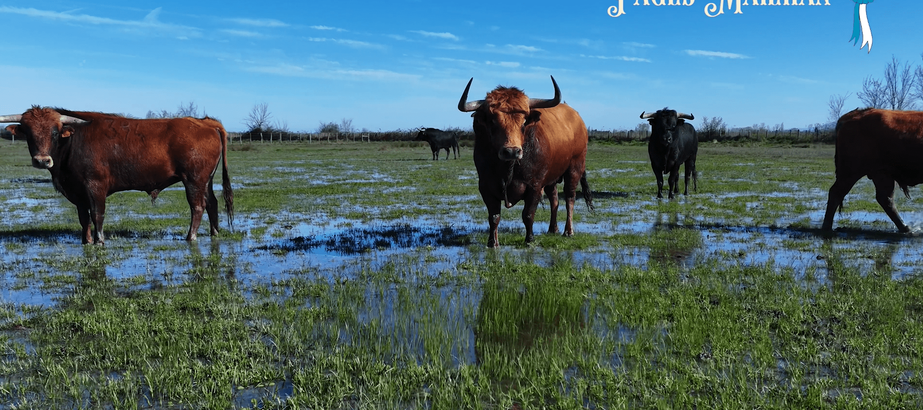 Así son, en vídeo, los toros de la corrida concurso de Vic: seis divisas para una cita única