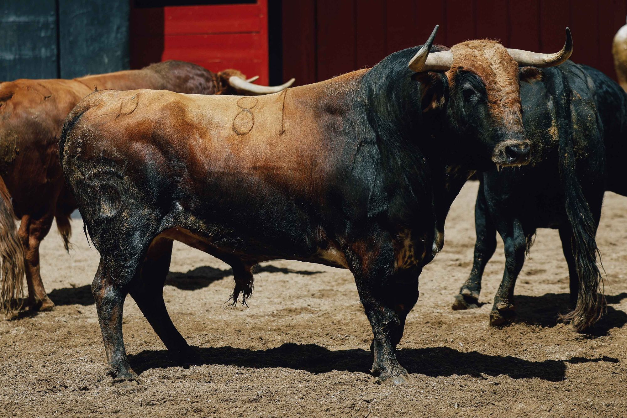 Seis de Santiago Domecq para la cuarta de la feria de Abril en Sevilla