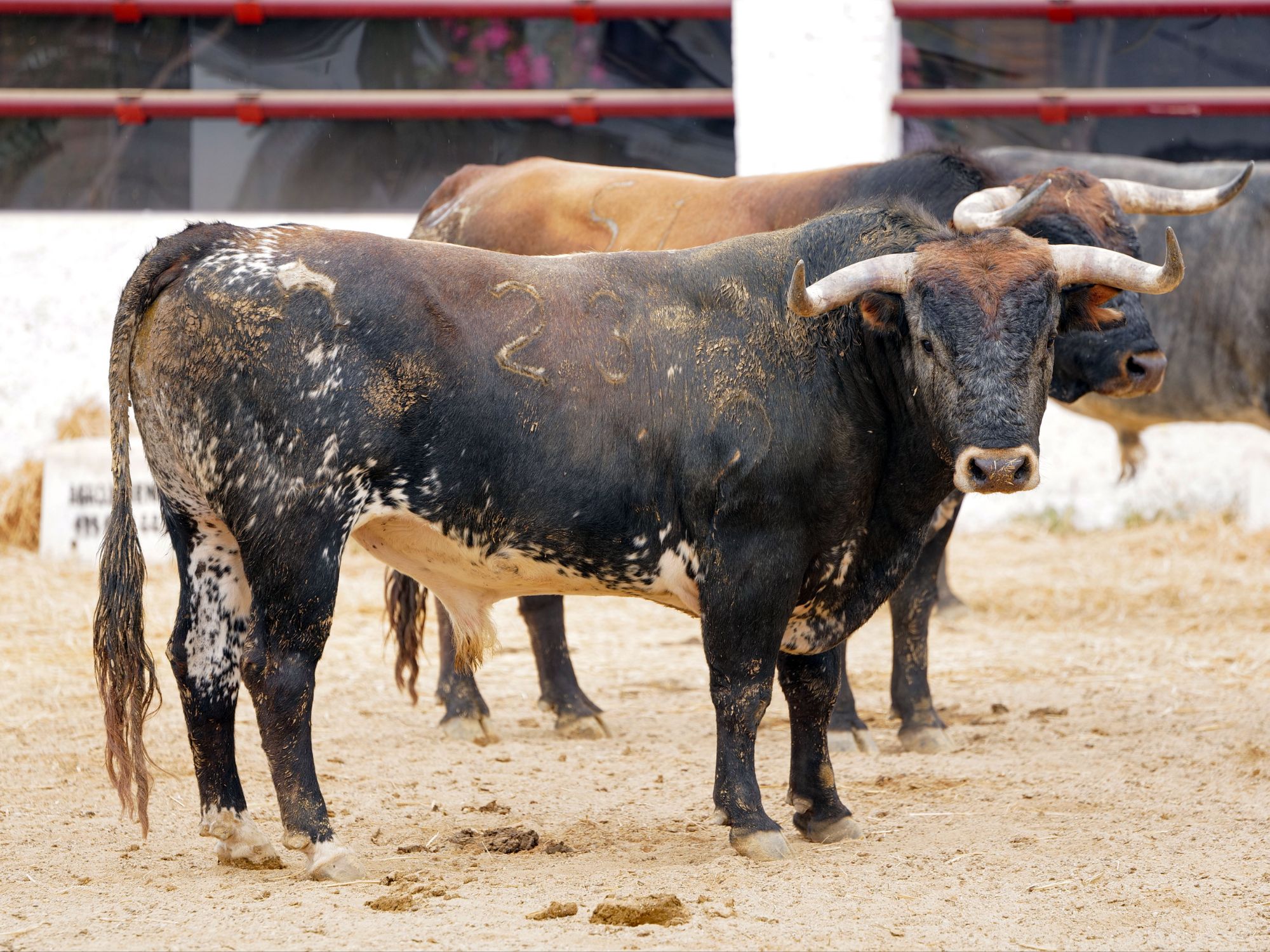 De ‘Desterrado’ a ‘Palillero’ los seis Miuras que cierran la Feria de Abril en Sevilla