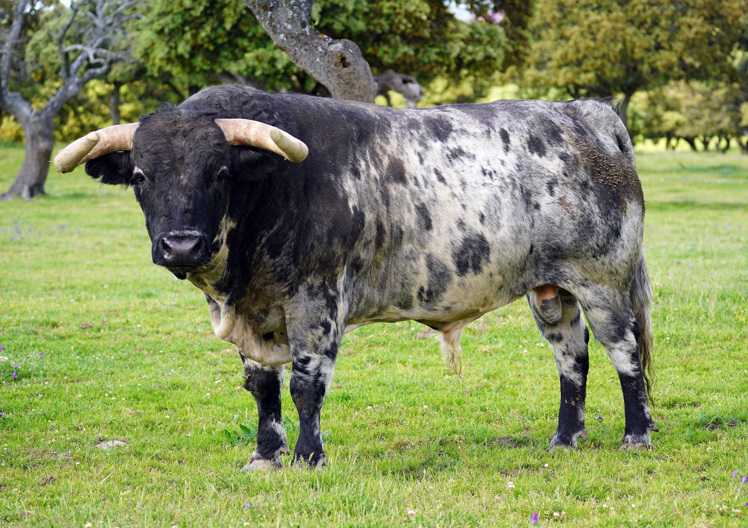 Así son los toros de El Pilar abre la Corrida de la Oportunidad de Valladolid
